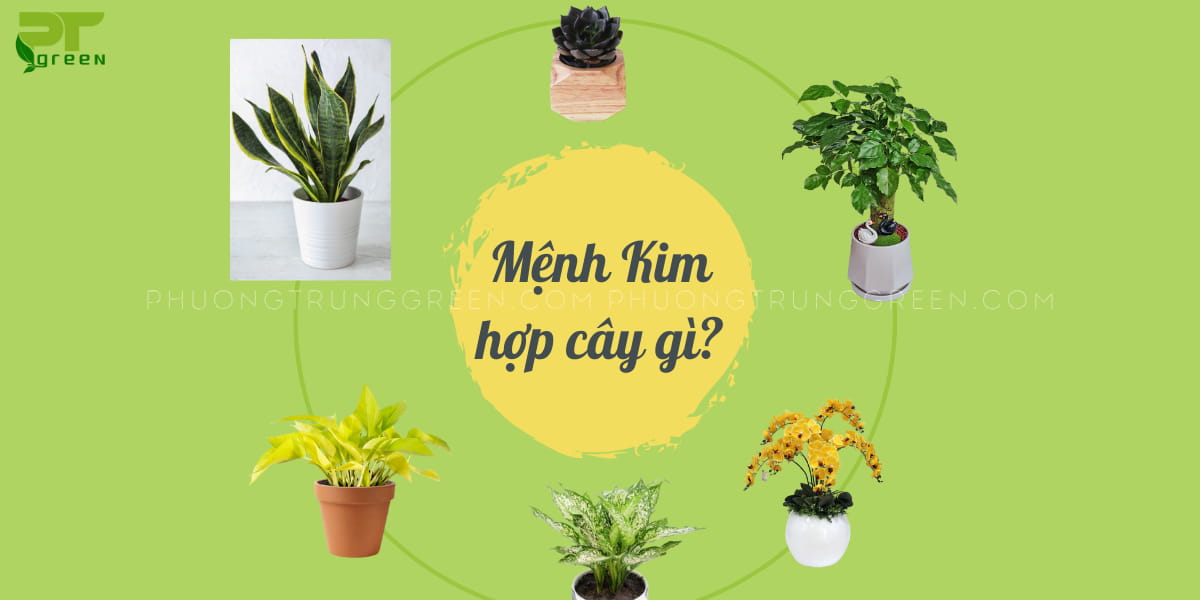 Mệnh Kim hợp cây gì?