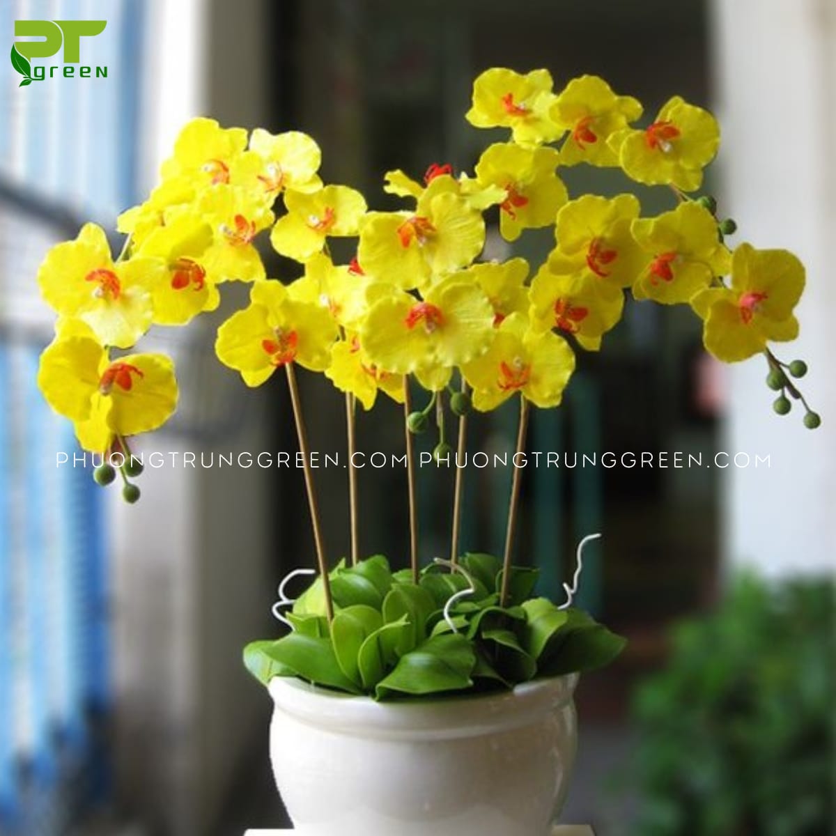 cây hợp mệnh kim