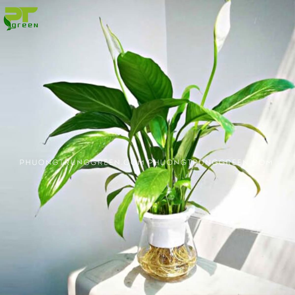 cây hợp mệnh kim