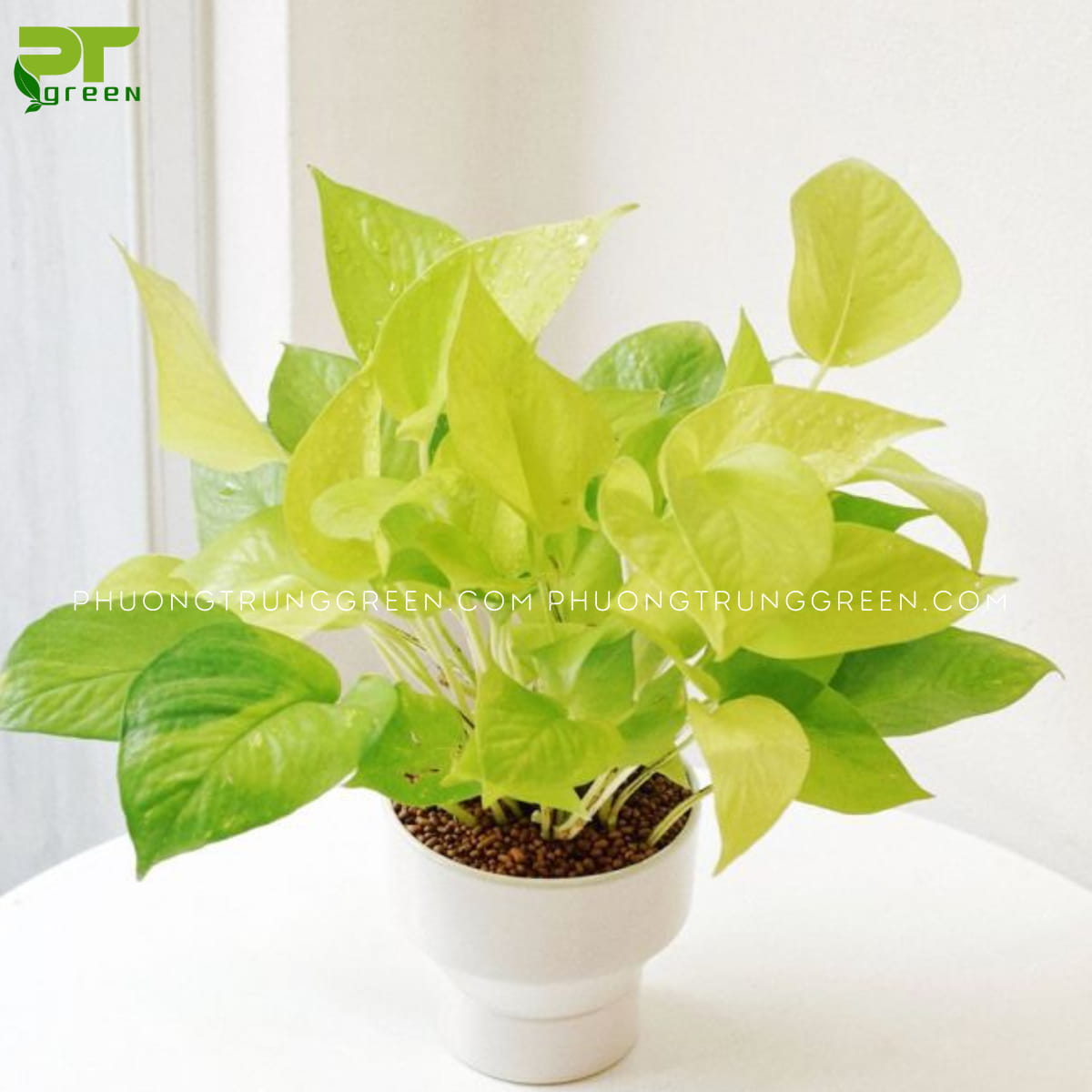 cây hợp mệnh kim