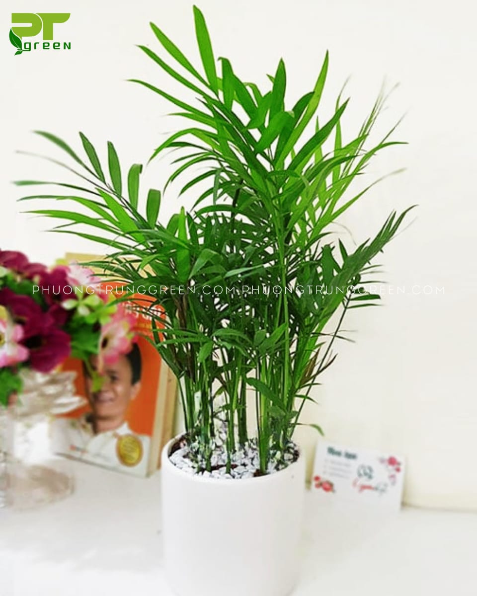 Cây Cau tiểu trâm