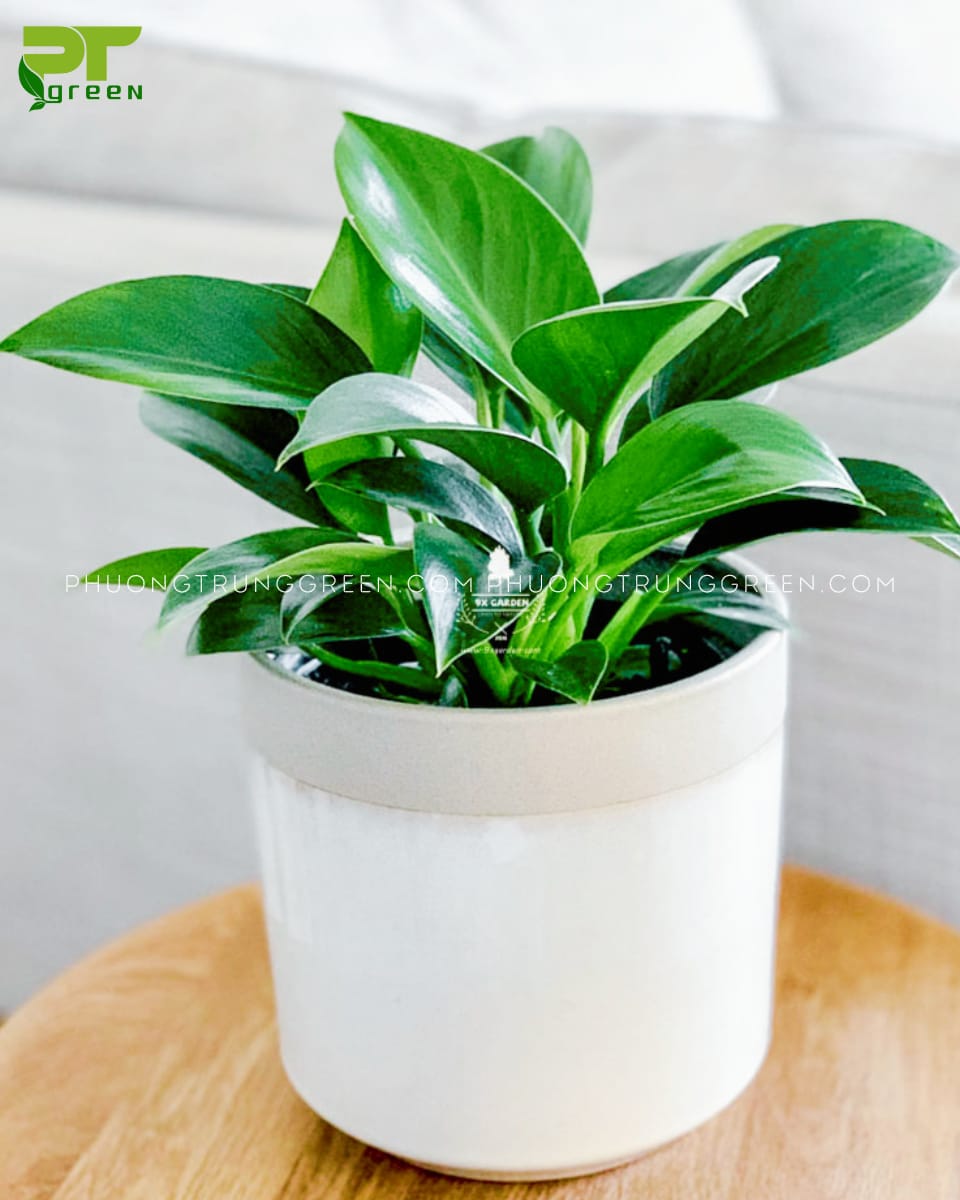 Trầu bà đế vương xanh