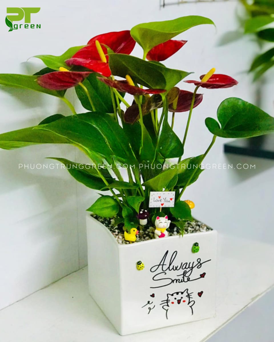 Cây Hồng môn