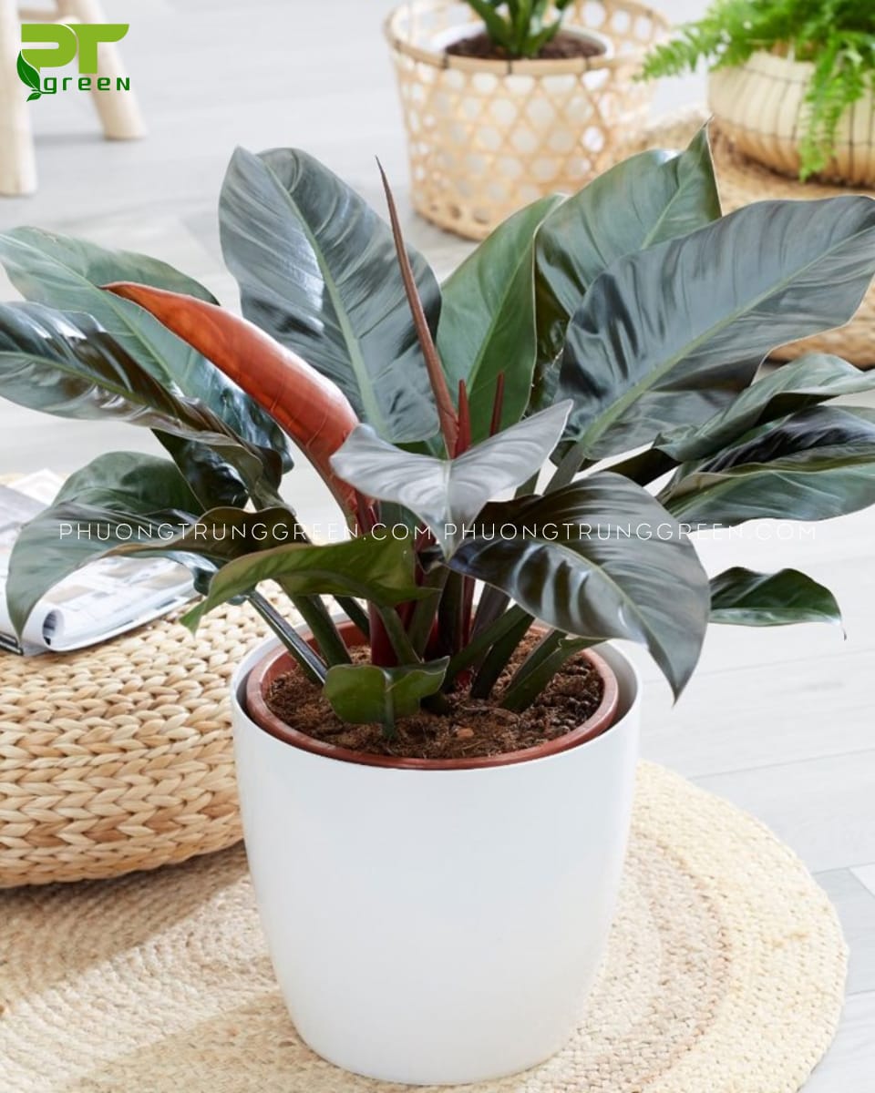 Trầu bà đế vương đỏ