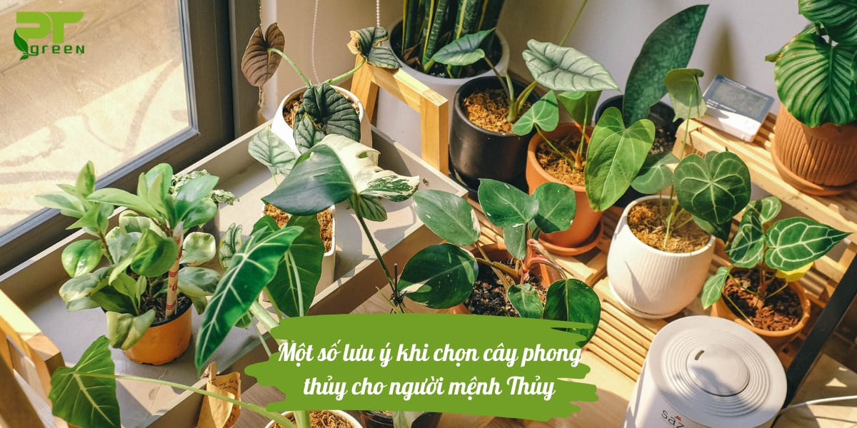 Cần lưu ý gì khi chọn cây phong thủy mệnh Thủy?