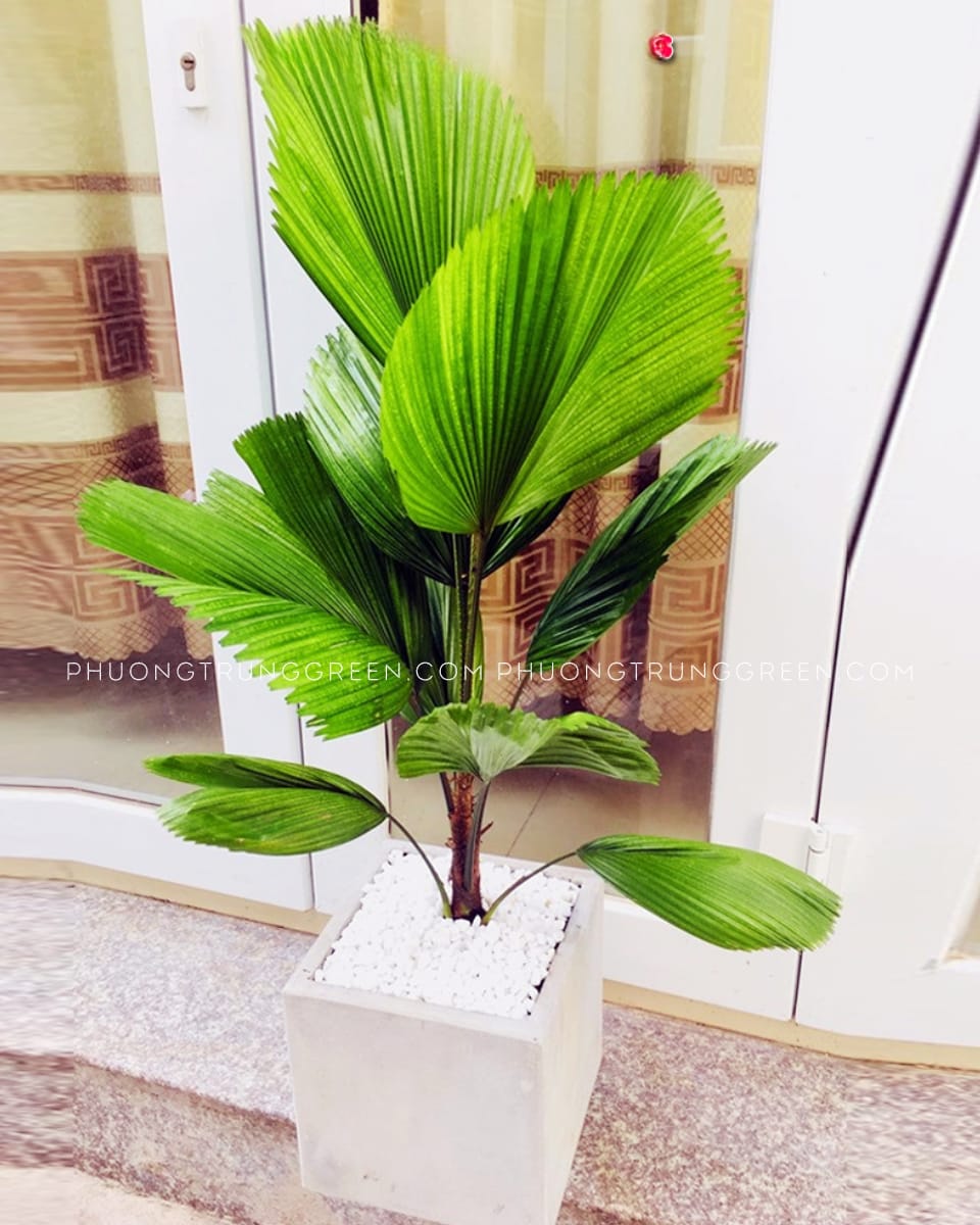 Cọ Nhật