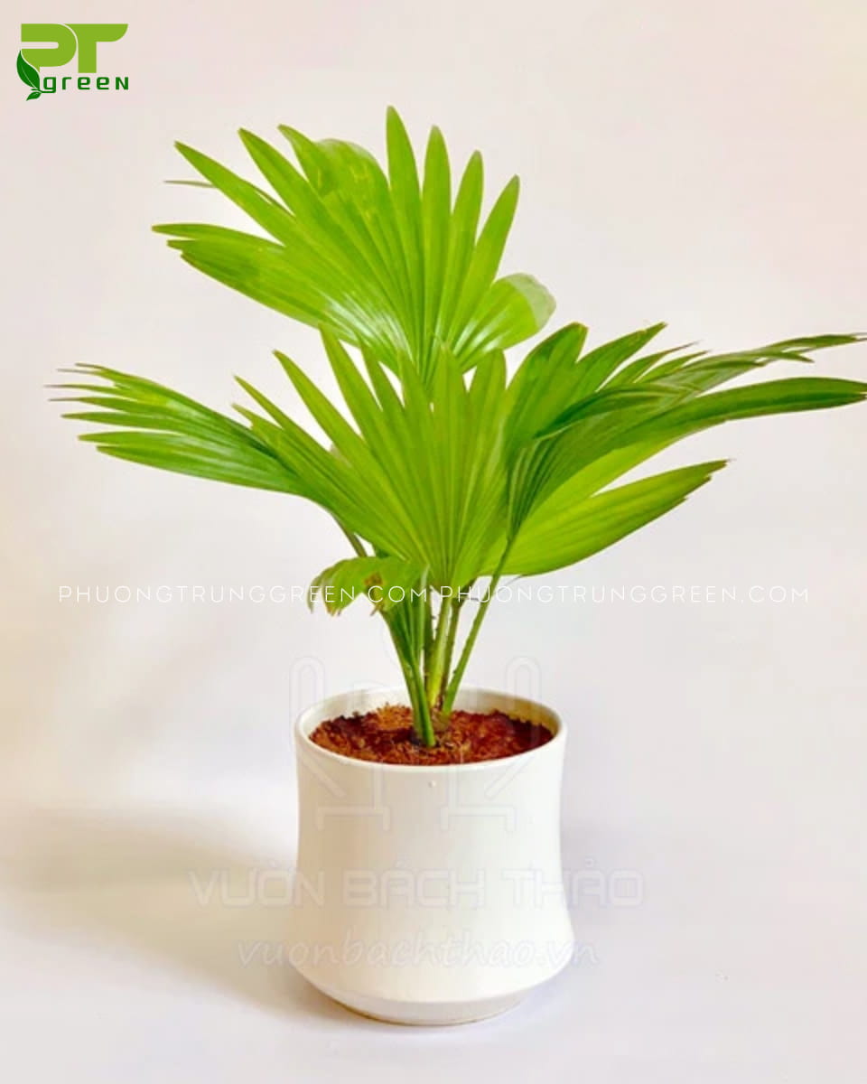Cây cọ ta