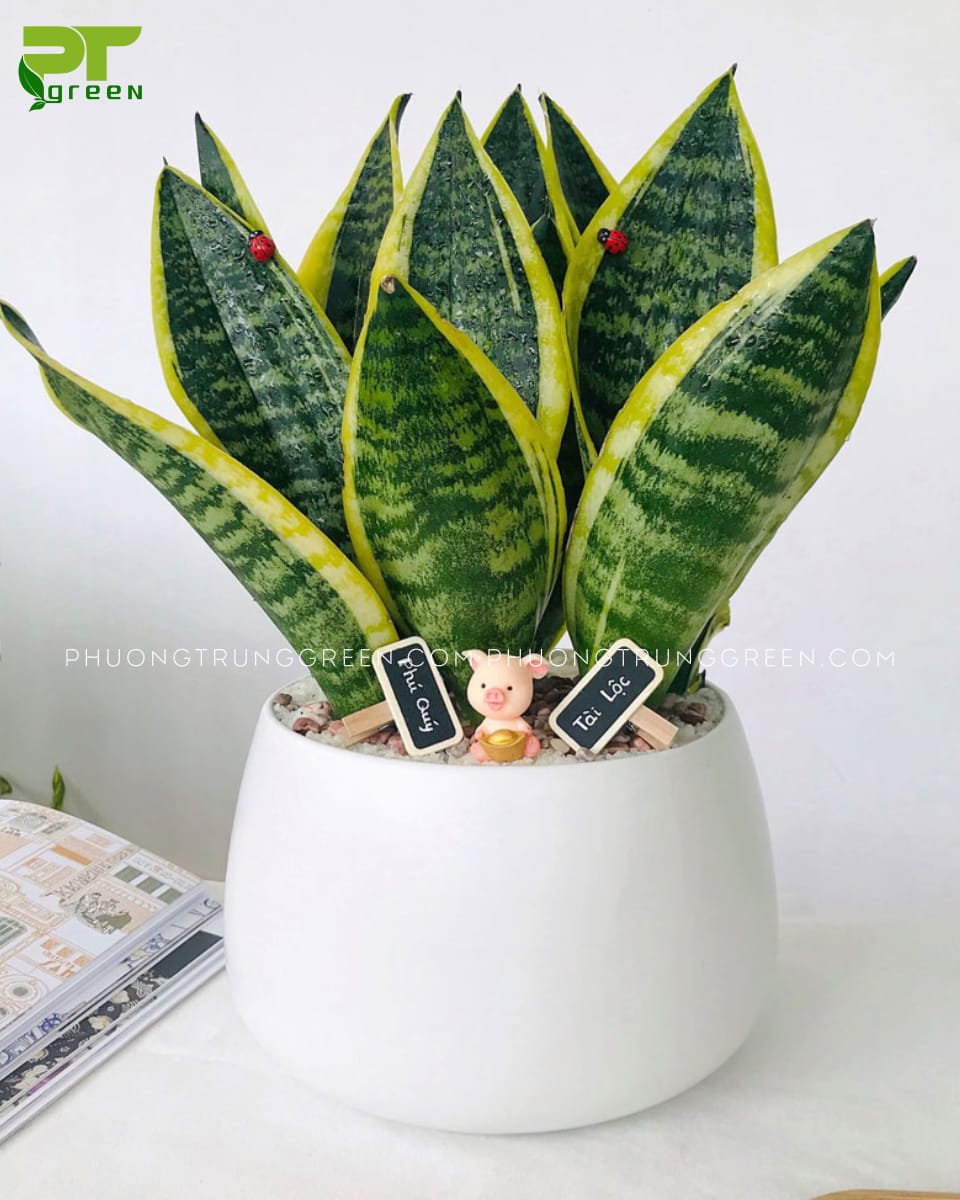 Cây Lưỡi hổ