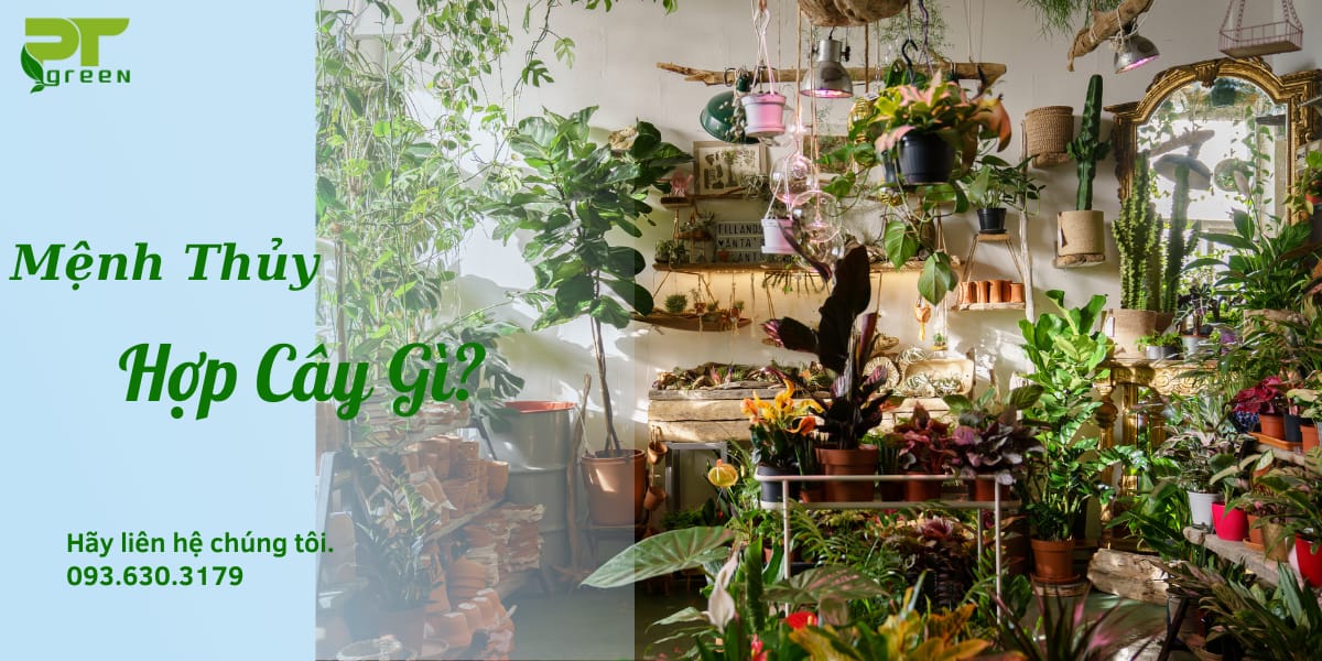 Mệnh Thủy hợp cây gì? 