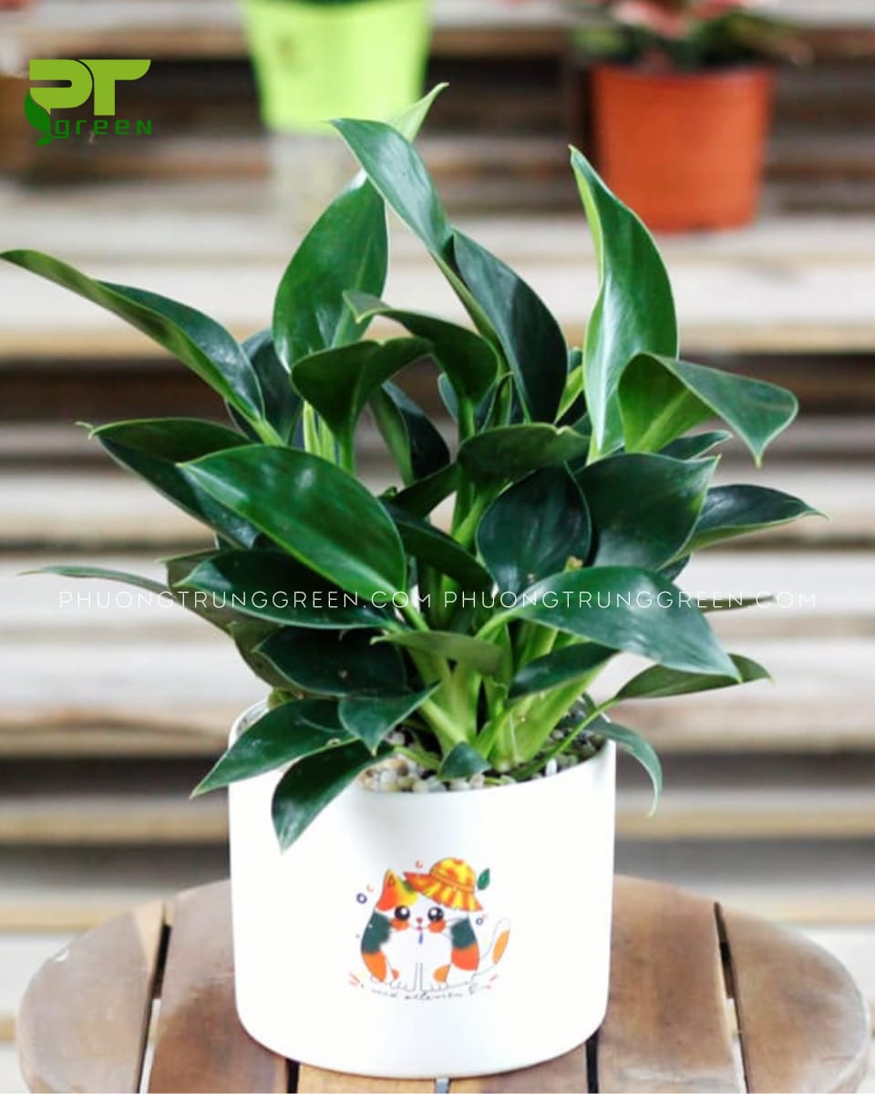 Trầu bà đế vương xanh