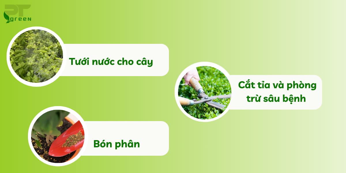Những lưu ý khi tưới nước và bón phân cho cây 