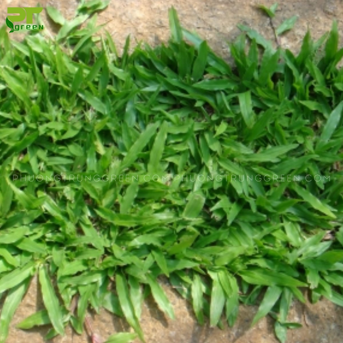 Công dụng của cỏ gừng