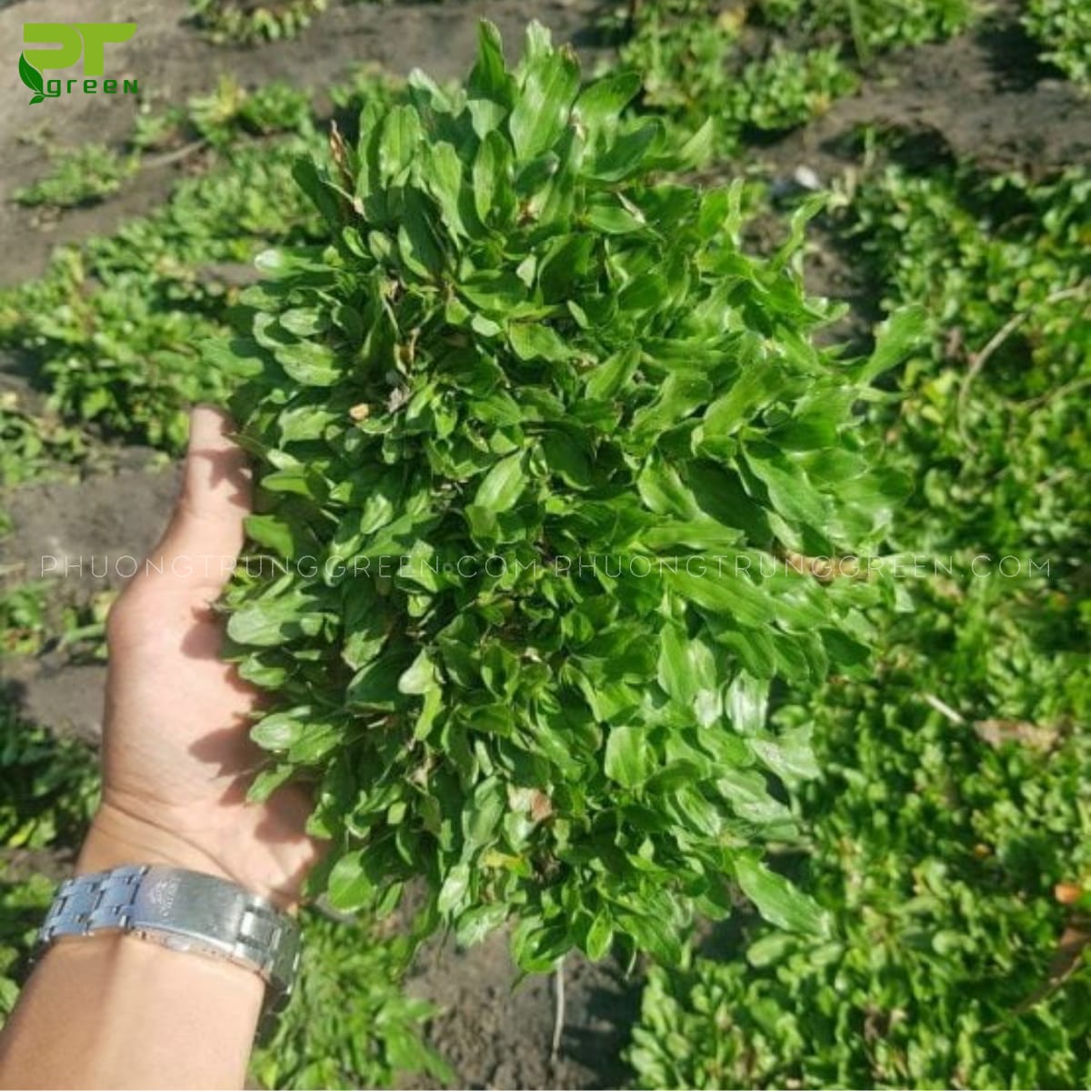 Ưu điểm của cỏ lá gừng