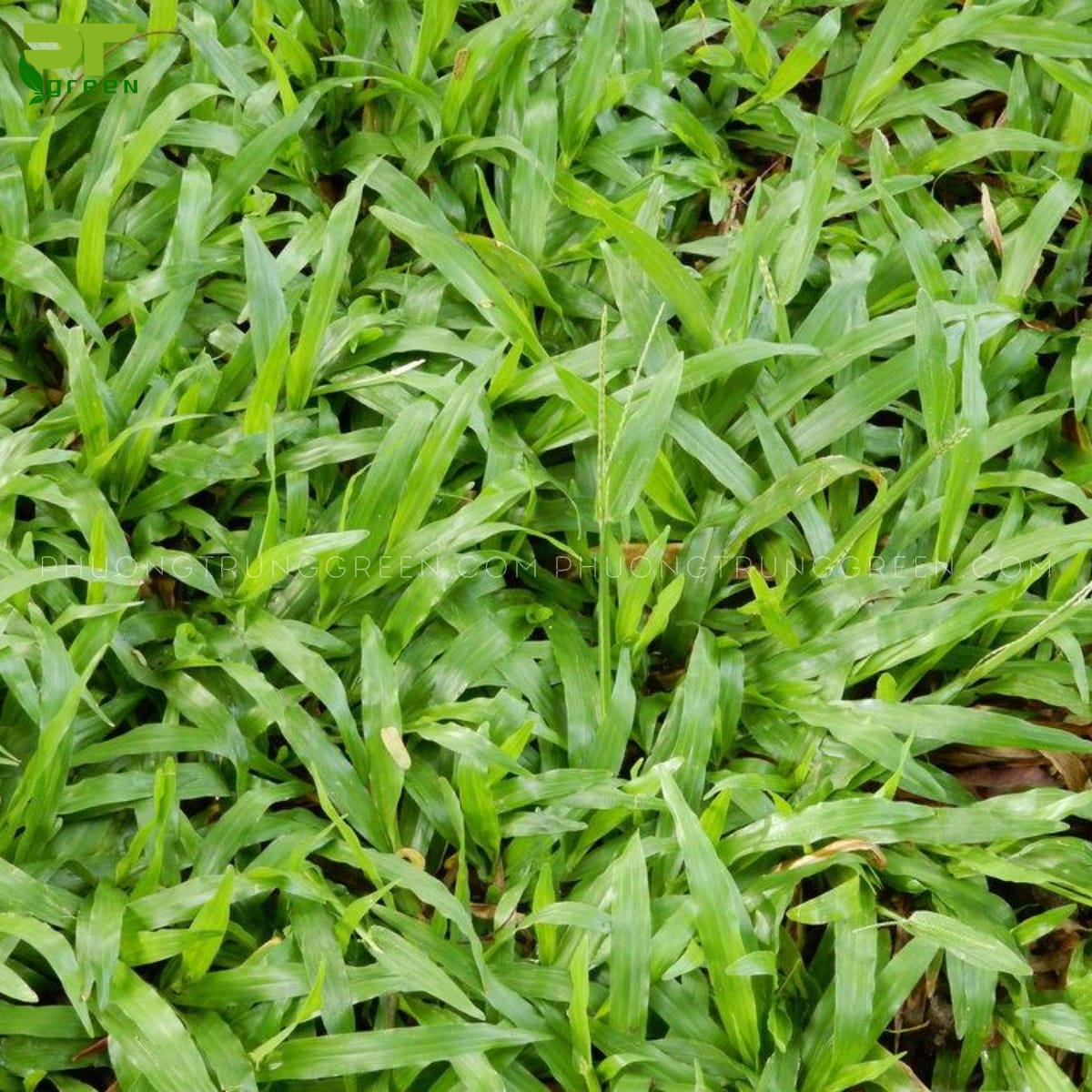 Mua cỏ lá gừng ở đâu?