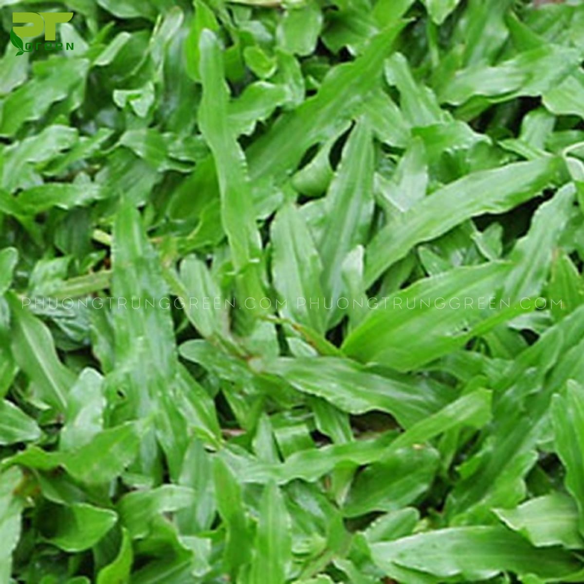 Đặc điểm cỏ gừng Thái