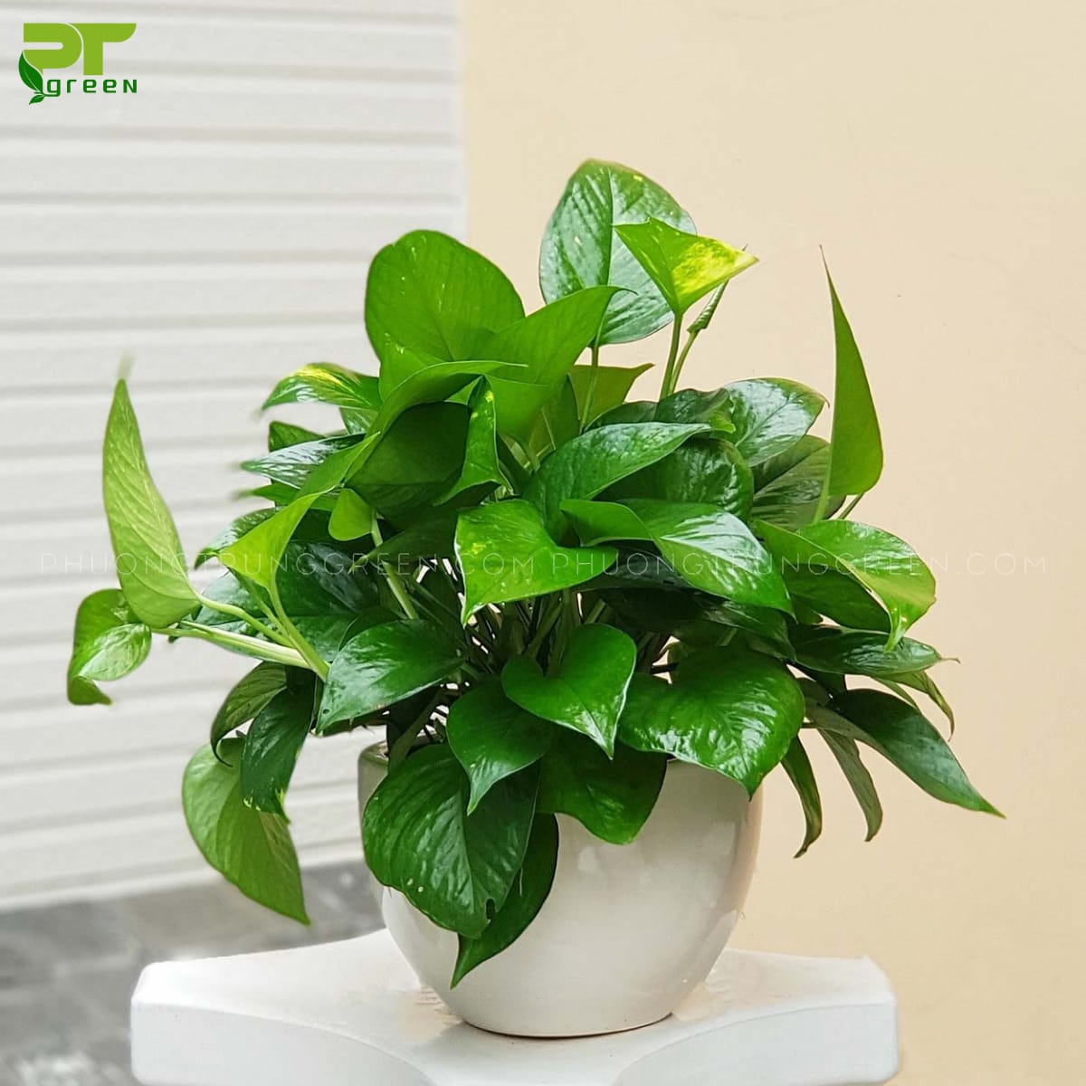 Cây trầu bà