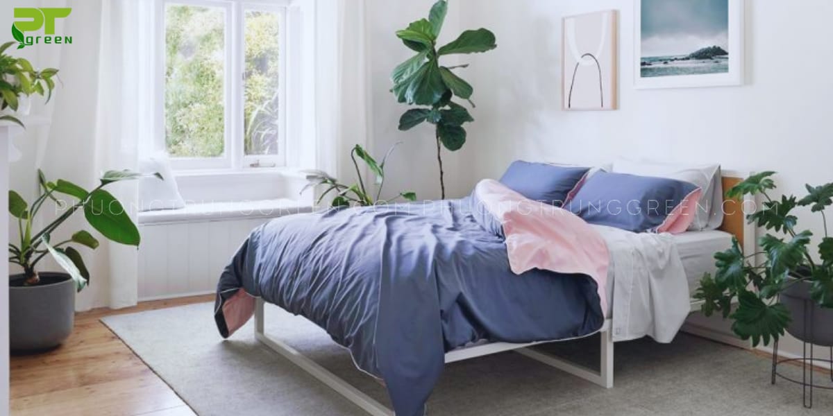 Lưu ý khi để cây trong phòng ngủ 