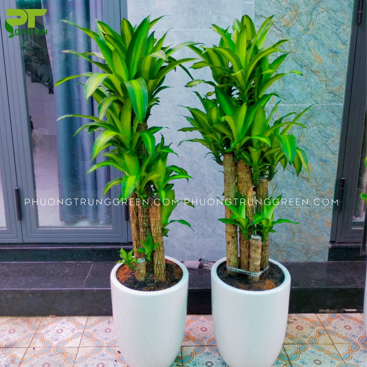 Cây cảnh phong thủy