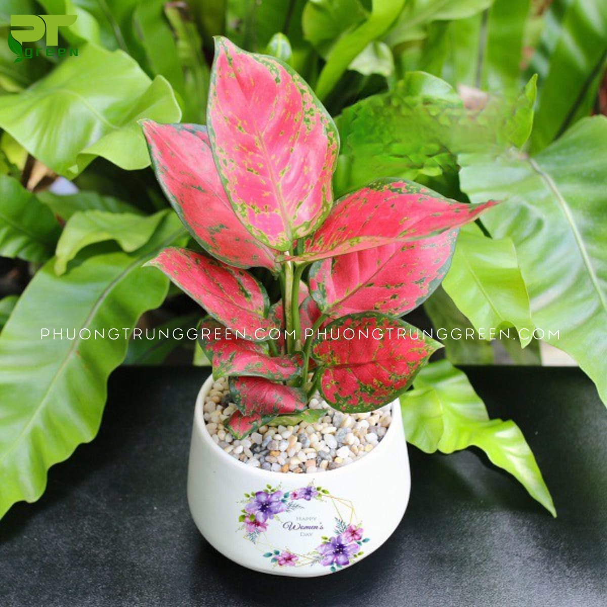 Cây cảnh phong thủy