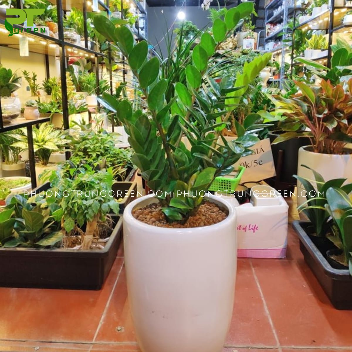 Cây cảnh phong thủy