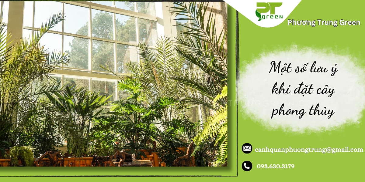 Một số lưu ý khi đặt cây phong thủy