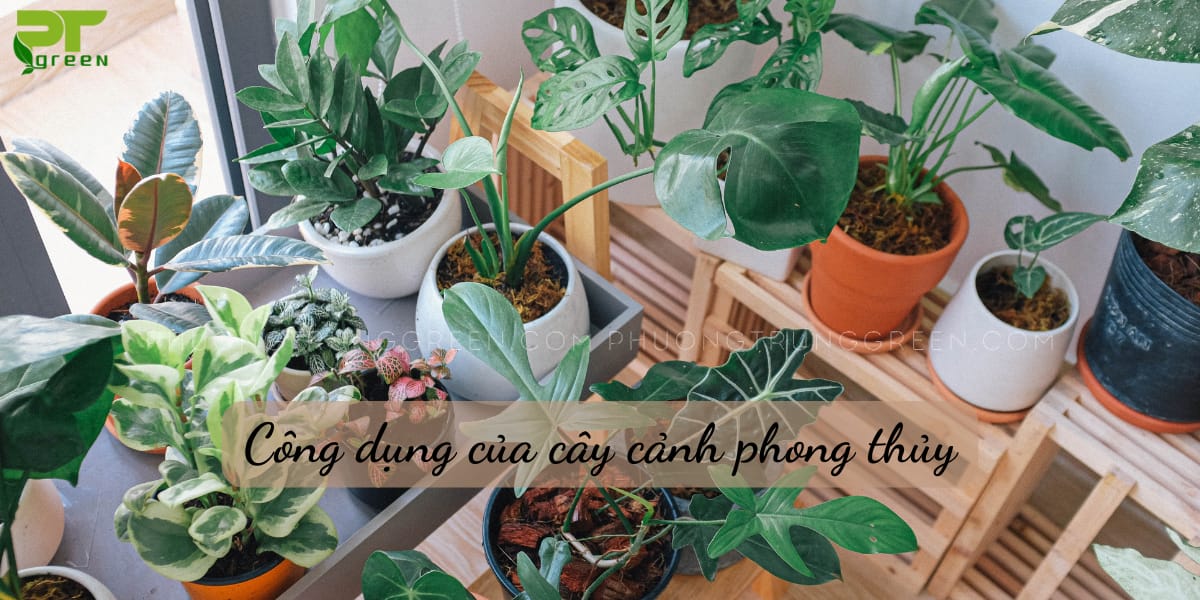 Công dụng của cây cây phong thủy