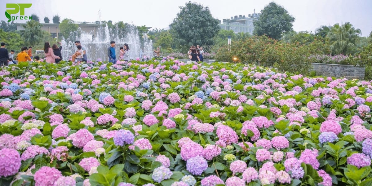 Hoa cẩm tú cầu có độc không?