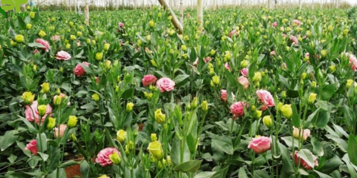 Hoa Cát tường