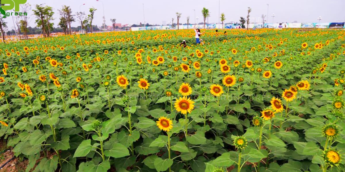 Hoa hướng dương