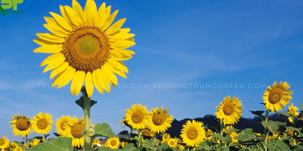 Cách trồng và chăm sóc hoa hướng dương
