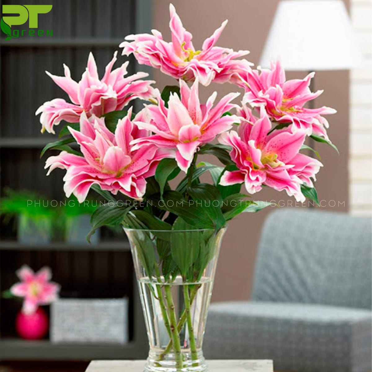Hoa Lily