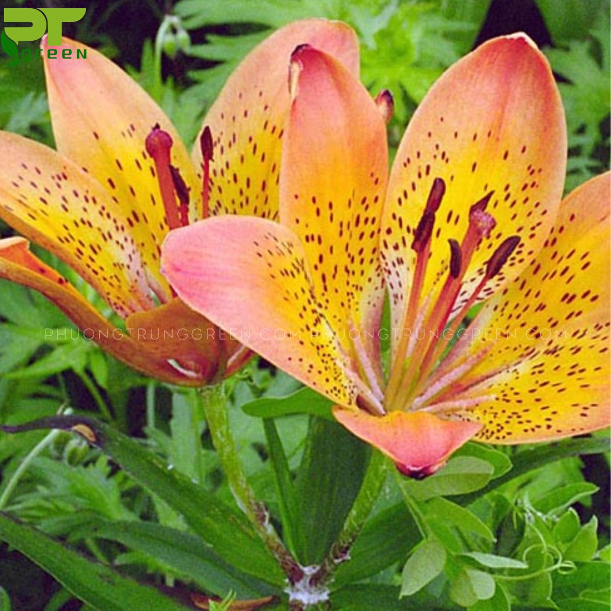 Hoa Lily