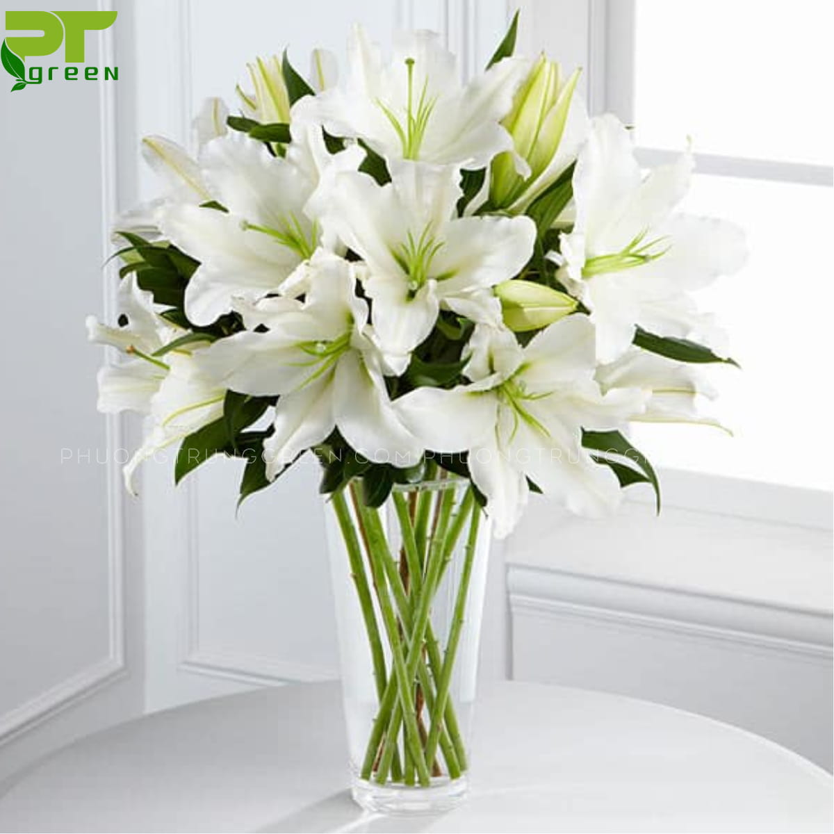 Hoa Lily