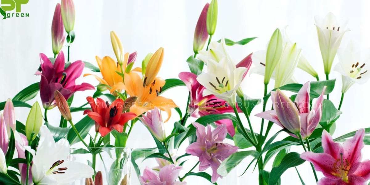 Ý nghĩa hoa lily qua các màu sắc