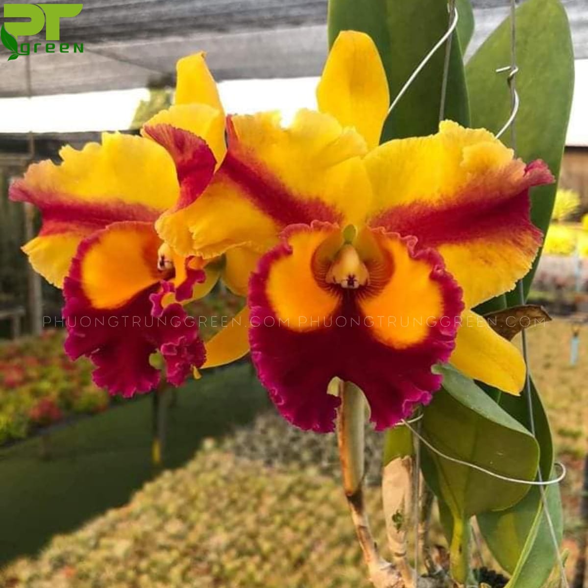 Lan Cattleya