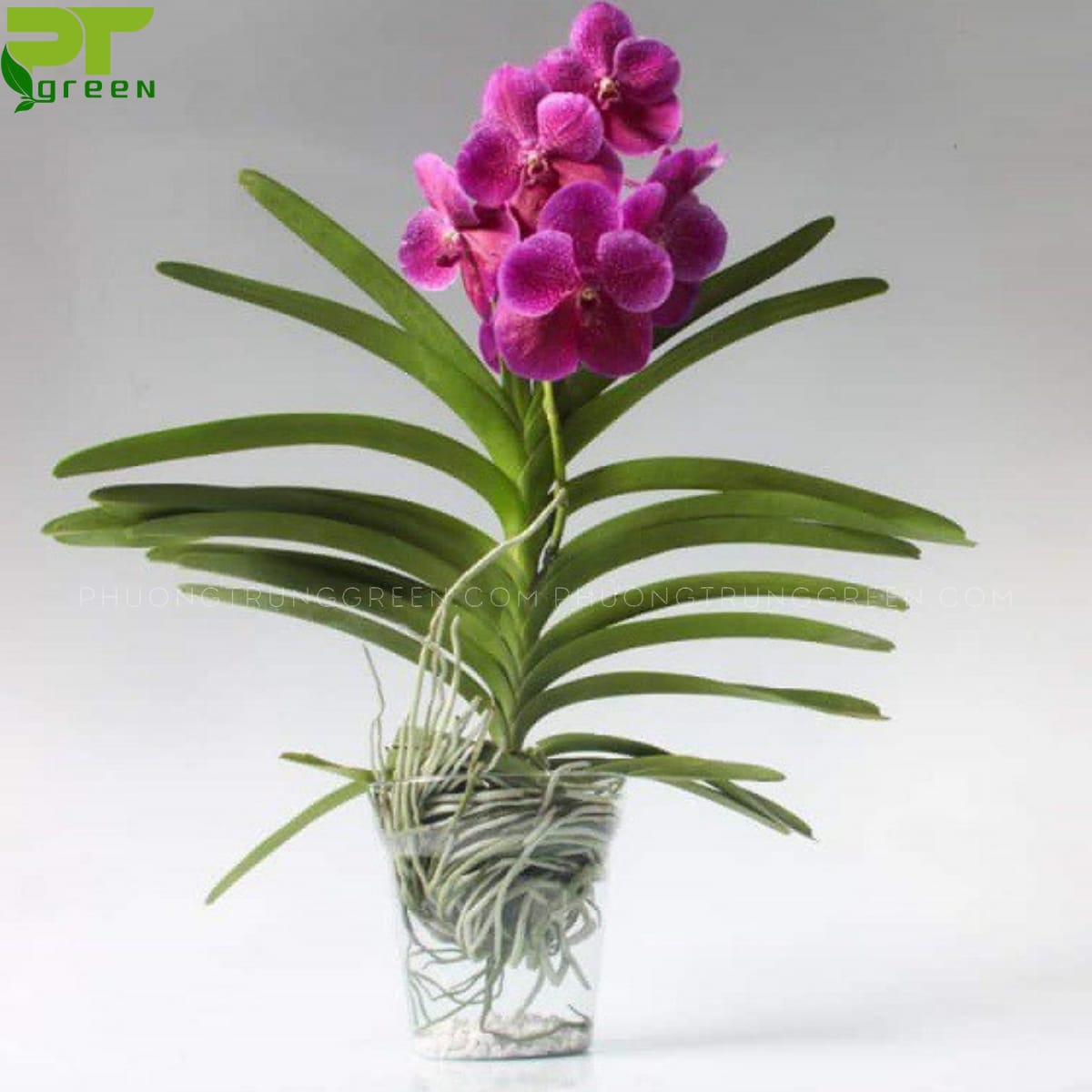 lan vanda 