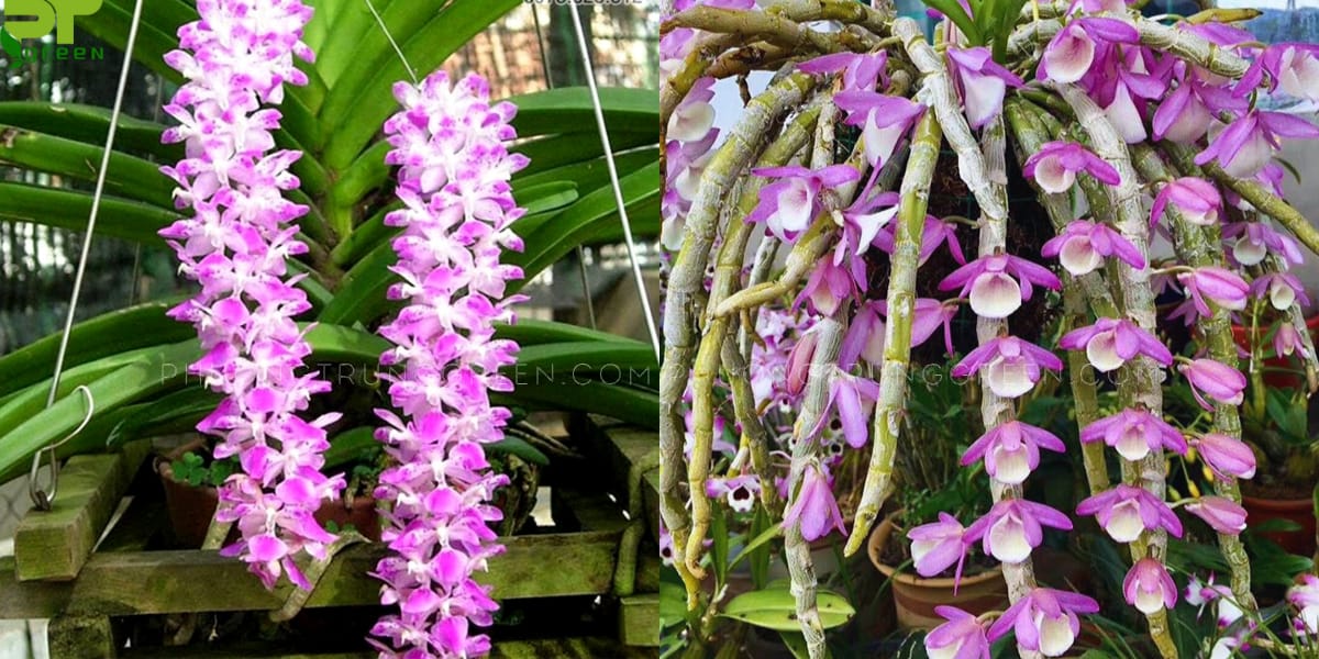 Phong lan đơn thân và đa thân