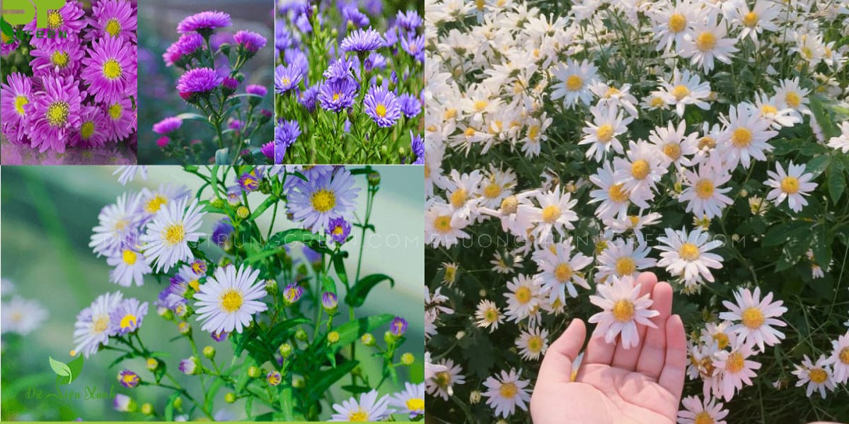 Đặc điểm hoa Thạch thảo