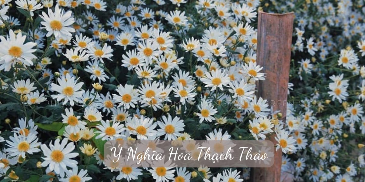 Ý nghĩa hoa Thạch thảo