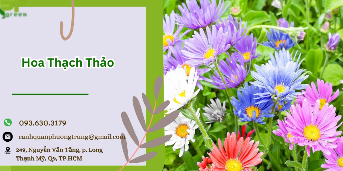 Hoa Thạch thảo