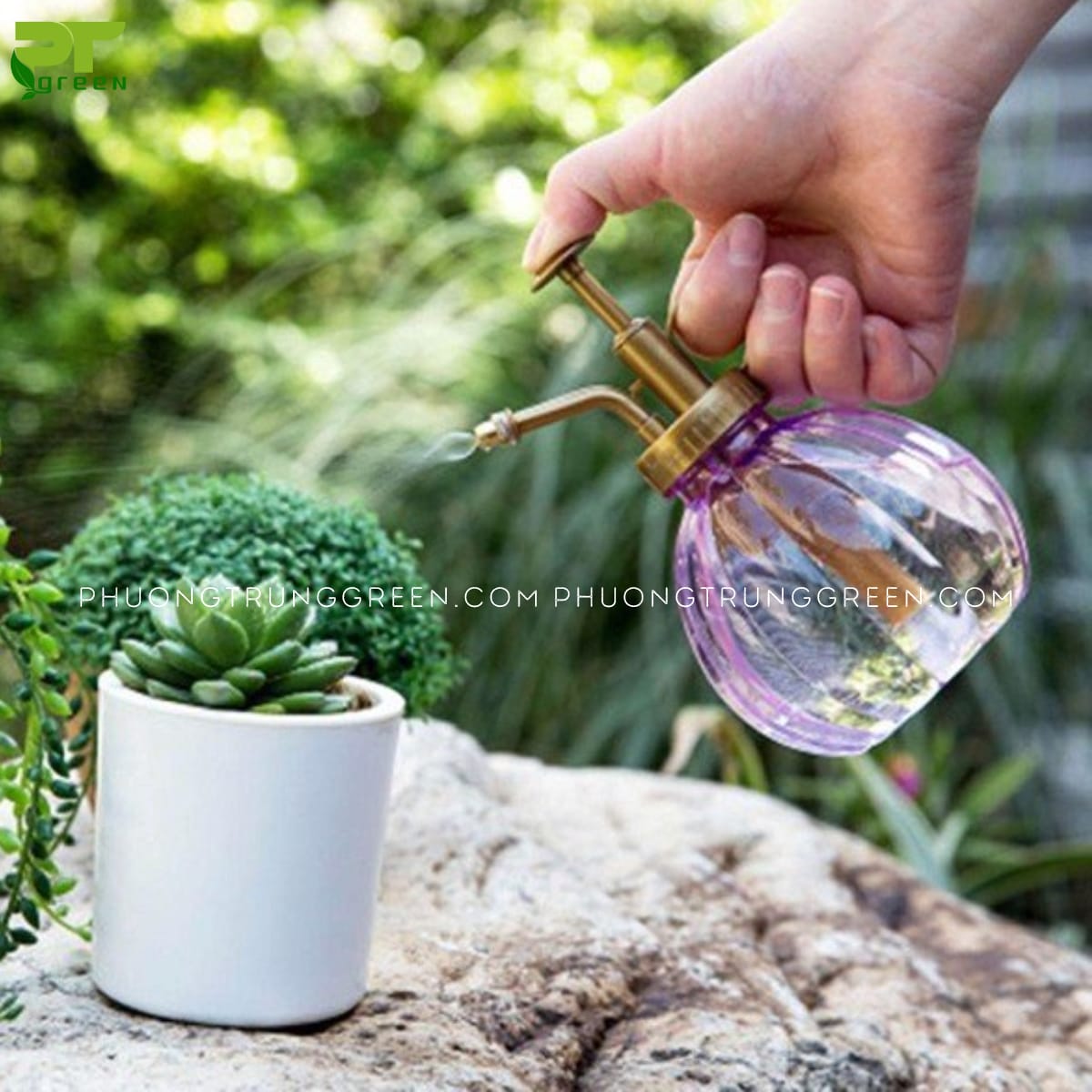 Không nên dùng thuốc trừ sâu cho cây cảnh trong nhà
