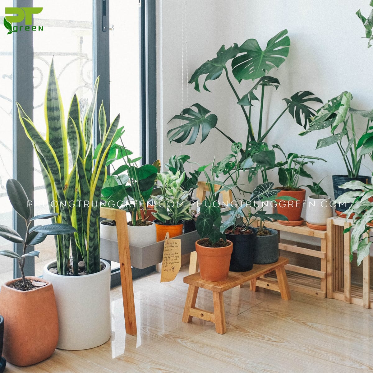 Không nên dùng thuốc trừ sâu cho cây cảnh trong nhà