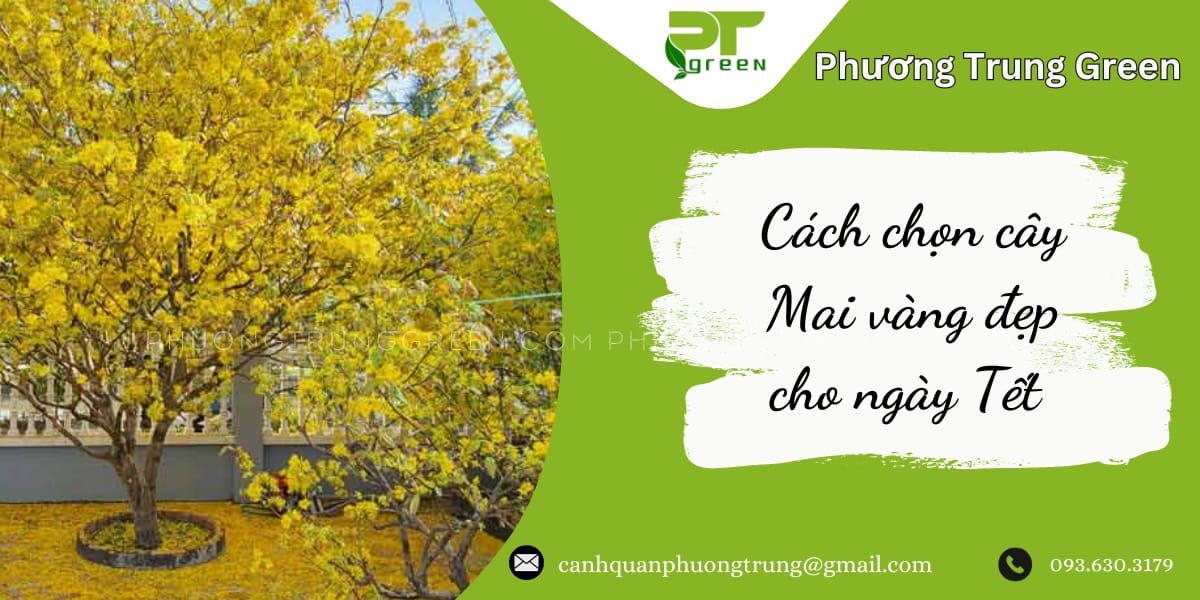 Cách chọn cây Mai vàng đẹp