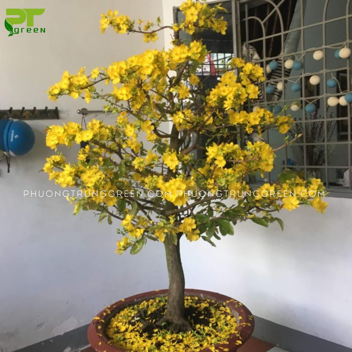 Cách chọn cây Mai vàng đẹp