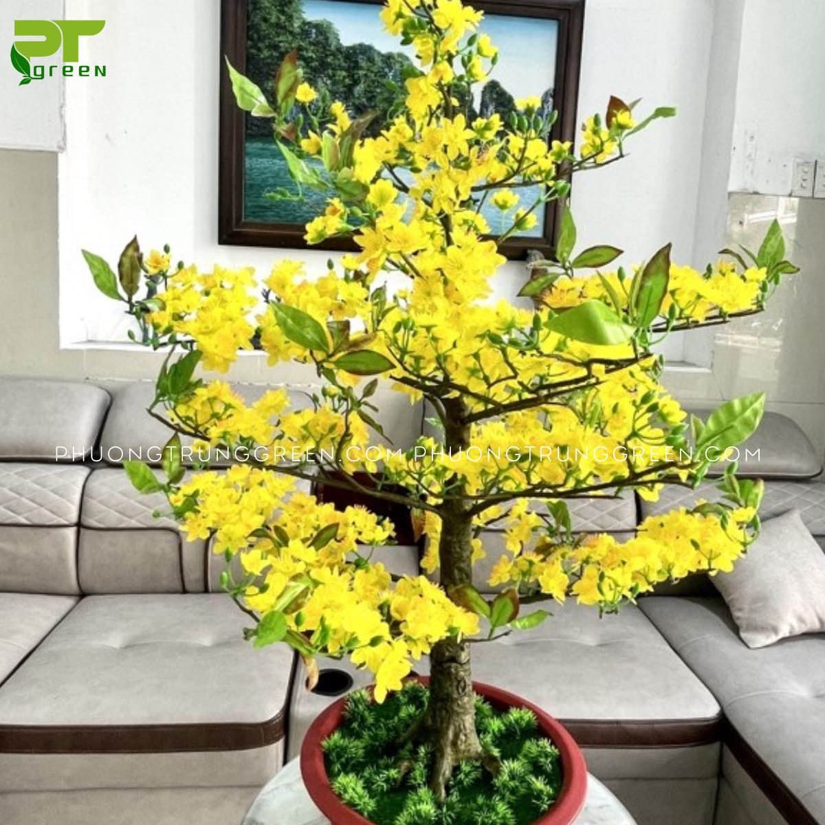 Cách chọn cây Mai vàng đẹp