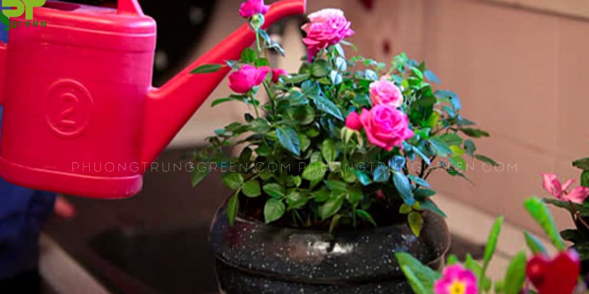 Kỹ thuật trồng hoa trong chậu
