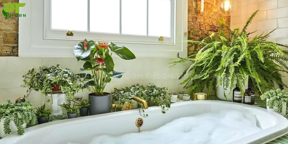 Vị trí và cách chăm sóc cây trong phòng tắm