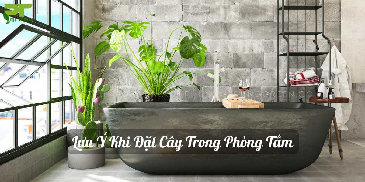 Những lưu ý khi đặt cây phòng tắm
