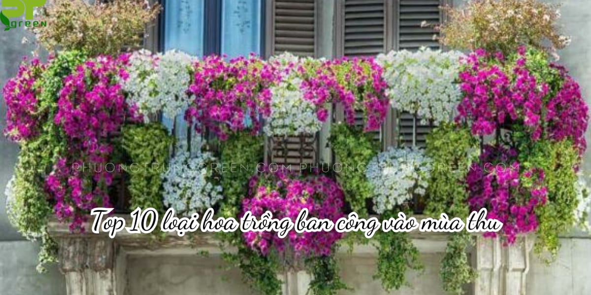 TOP 10 loại hoa nên trồng ở ban công vào mùa thu