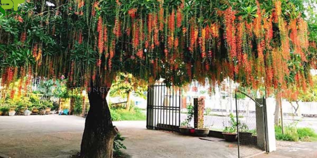 Cây Lộc Vứng